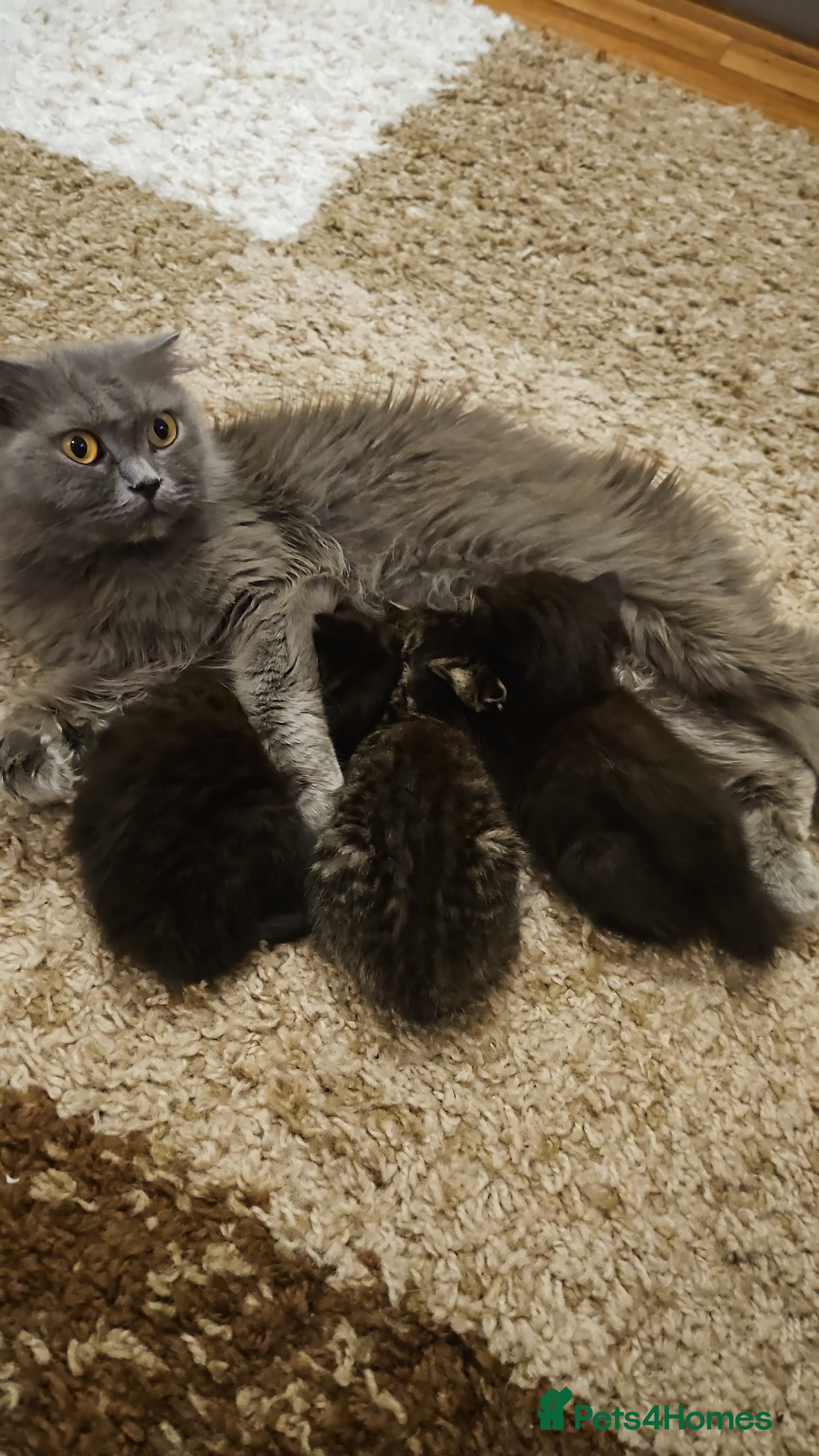 Scottish Fold cats Scottish fold straight ears kittens 9 wks old  - Advert 1