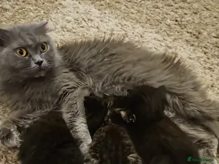 Scottish Fold cats Scottish fold straight ears kittens 9 wks old - Advert 1