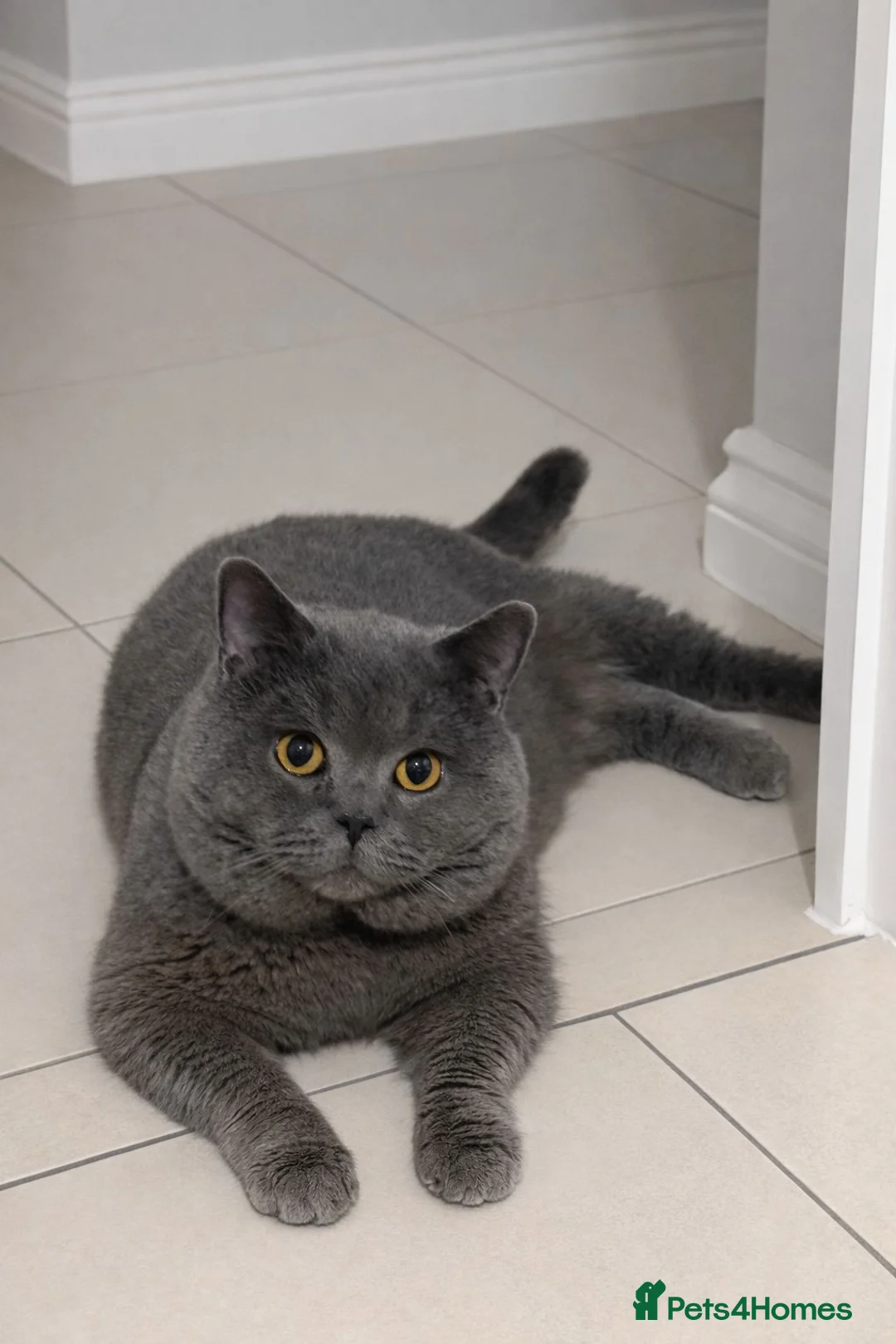 British Shorthair cats for stud: GCCF Active Registered Blue British Shorthair Stud - Advert 1