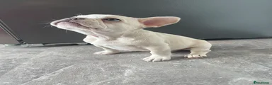 French Bulldog 1