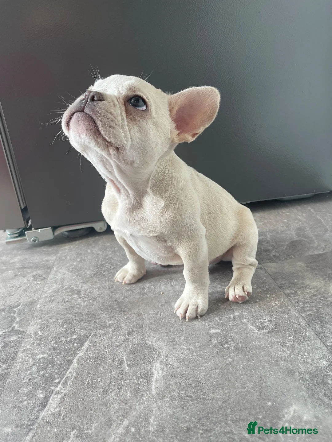 French Bulldog dogs for sale: Platinum French Bulldog Puppy - Advert 13