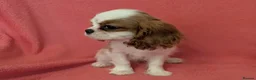 Cavalier King Charles Spaniel dogs for sale: Gorgeous Cavalier King Charles Spaniel puppies - Advert 15
