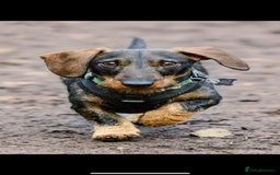 Miniature Dachshund dogs for sale: Dorothy . Beautiful wirehair true mini  - Image 4