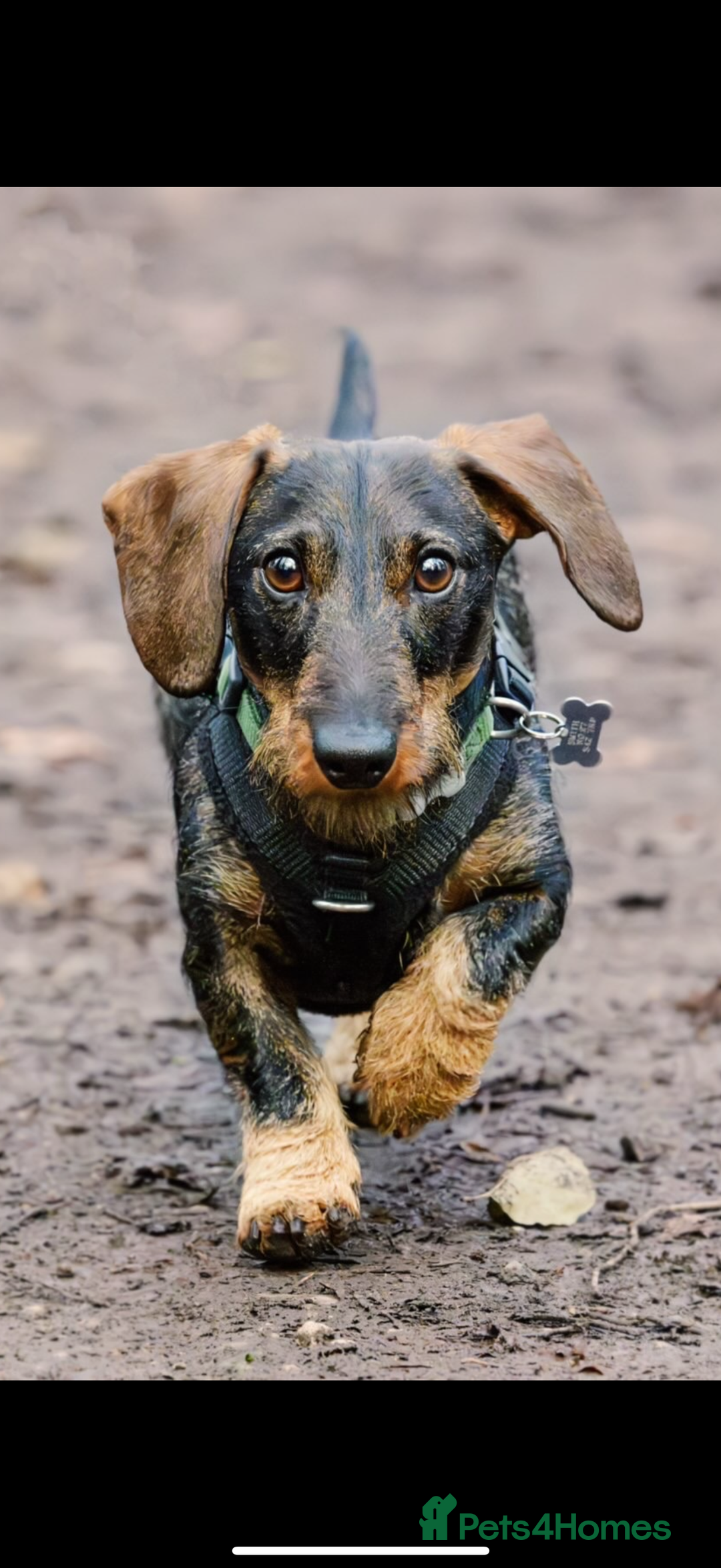 Miniature Dachshund dogs for sale: Dorothy . Beautiful wirehair true mini  - Image 4