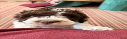 Cockapoo dogs for sale: Miniature cockapoos  - Advert 2