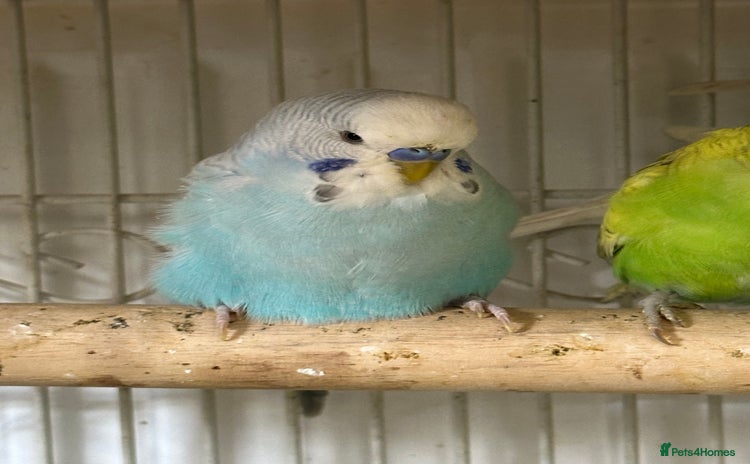 Budgerigars birds - Advert 6