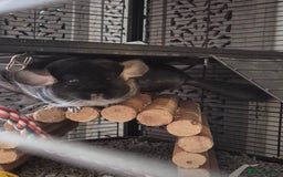 Chinchilla rodents for sale: Two female bonded chinchillas - Image 2