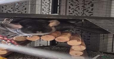 Chinchilla rodents - Advert 14
