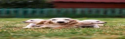 Miniature Dachshund dogs for sale: Miniature dachshunds male and female  - Advert 2
