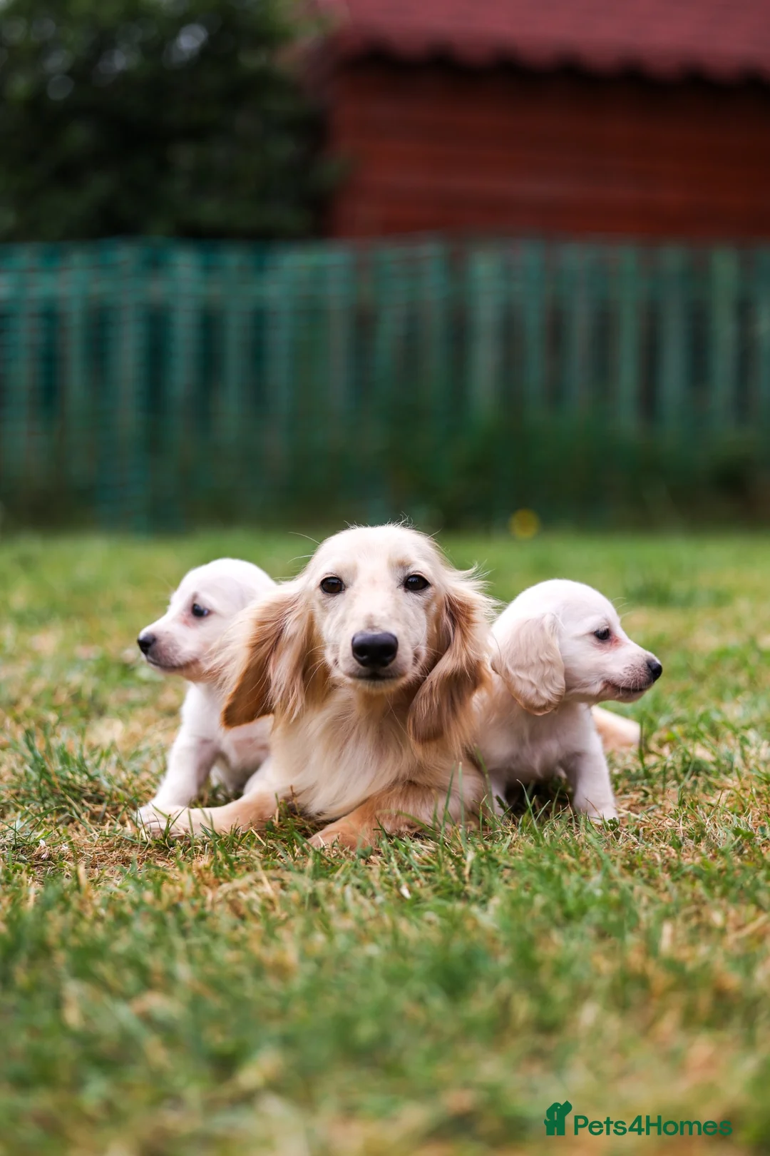 Miniature Dachshund dogs for sale: Miniature dachshunds male and female  - Advert 2