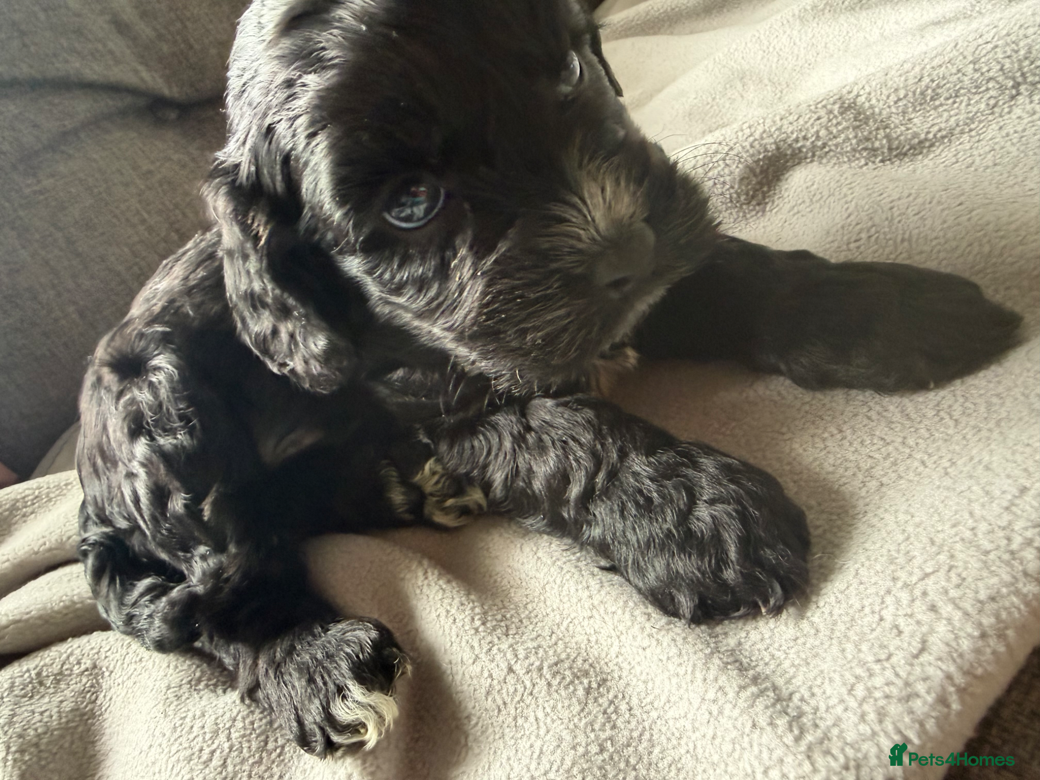 Cockapoo dogs for sale: Beautiful cockapoos - Advert 12