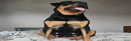 Rottweiler dogs for sale: Rottweiler 7 months in Warrington - Advert 1