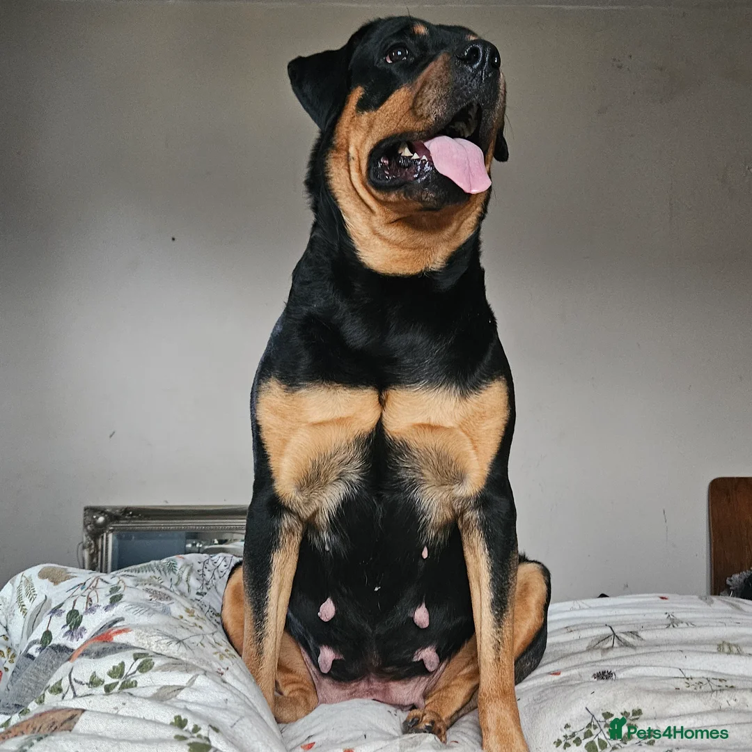 Rottweiler dogs for sale: Rottweiler 7 months in Warrington - Advert 1