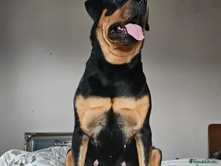 Rottweiler dogs Rottweiler 7 months - Advert 1