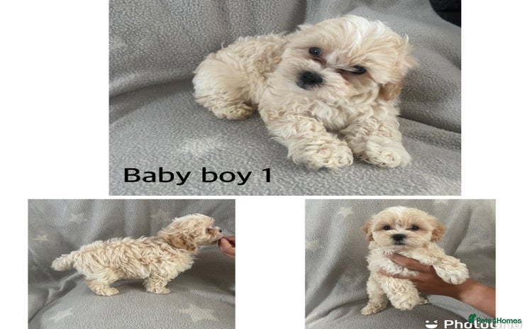 Mixed Breed dogs - Advert 3