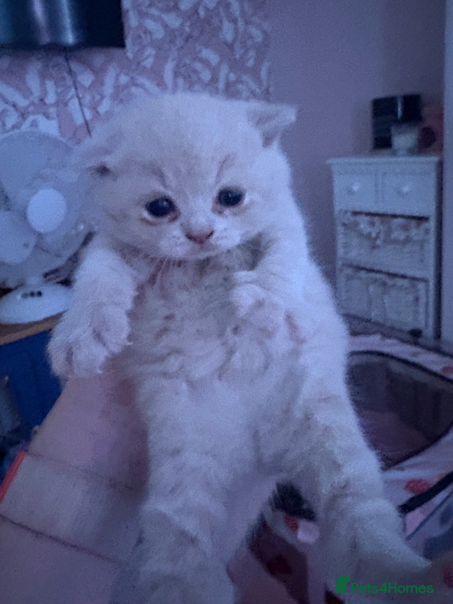 British Shorthair cats Muffin - Male Solid cream British Shorthair - Advert 2