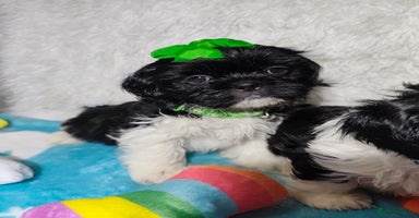 Shih Tzu dogs - Advert 14