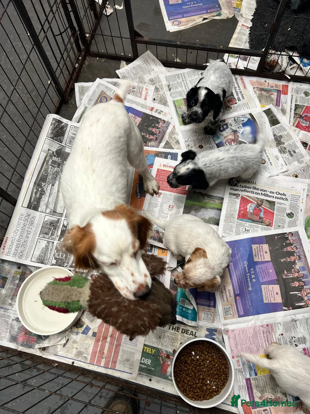 Cocker Spaniel dogs for sale: Top Quality KC Reg Roan working cocker puppies - Advert 8