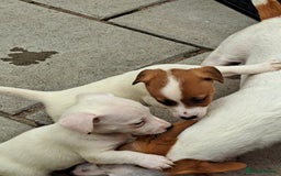 Jack Russell dogs for sale: Jolly Joyful Jack Russells  - Image 15