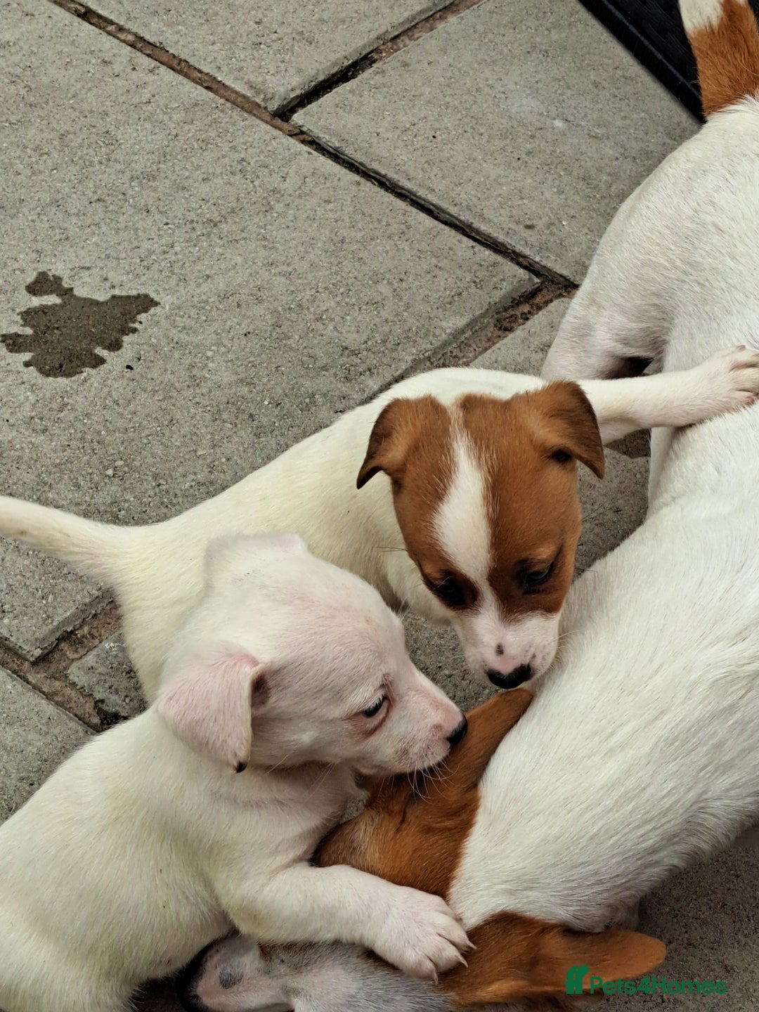 Jack Russell dogs for sale: Jolly Joyful Jack Russells  - Image 15