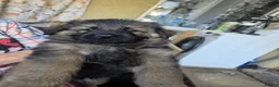 German Shepherd dogs for sale: German shepherd pups - Advert 3