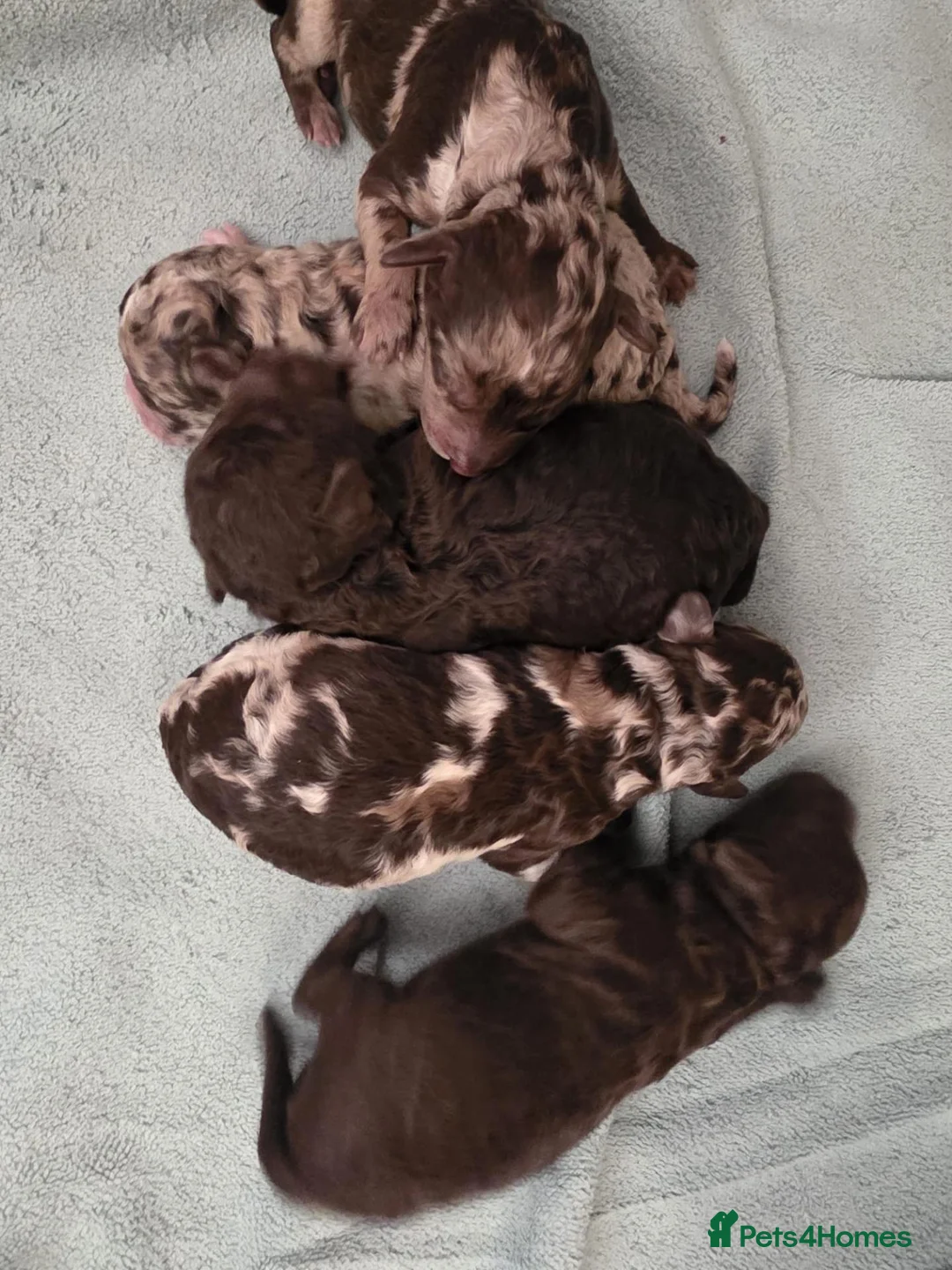Labradoodle dogs for sale: Super curly labradoodle - Advert 2