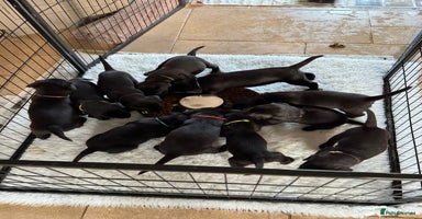 Labrador Retriever dogs - Advert 1