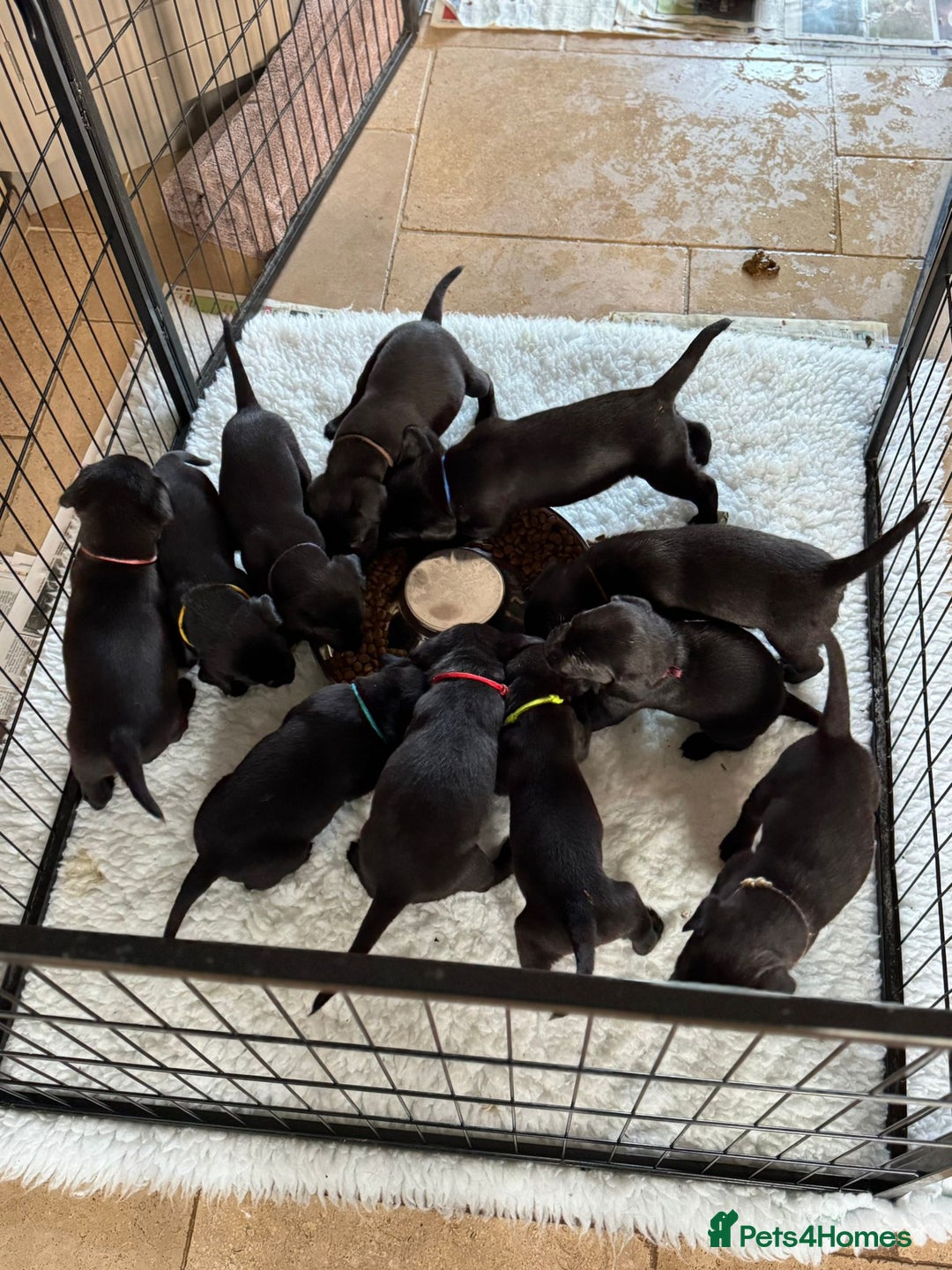 Labrador Retriever dogs for sale: Gorgeous Pure Black Labrador Puppies. KC Reg. - Image 3