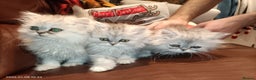 Persian cats for sale: Beautiful fluffy balls  - Advert 6