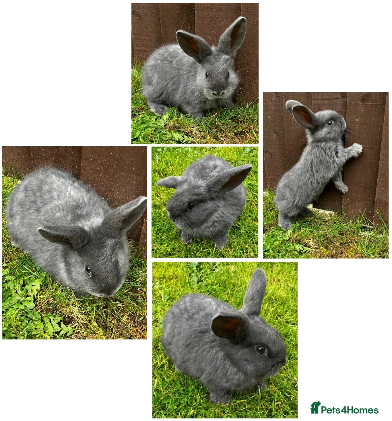 Dwarf Lop rabbits Nine Baby Dwarf Lops - Advert 11