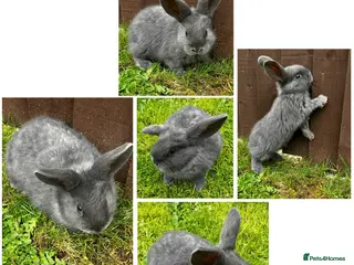 Dwarf Lop rabbits Nine Baby Dwarf Lops - Advert 11