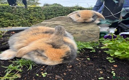 Netherland Dwarf rabbits for sale: Still available pedigree mini lop sisters 12/10/25 - Image 2