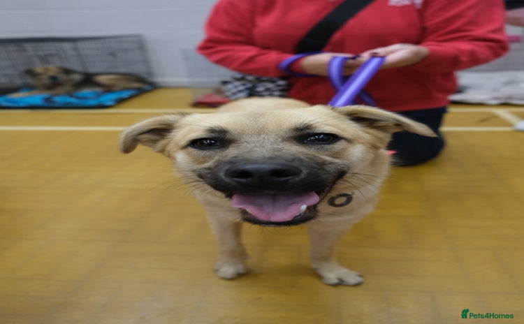 Mixed Breed dogs - Advert 2