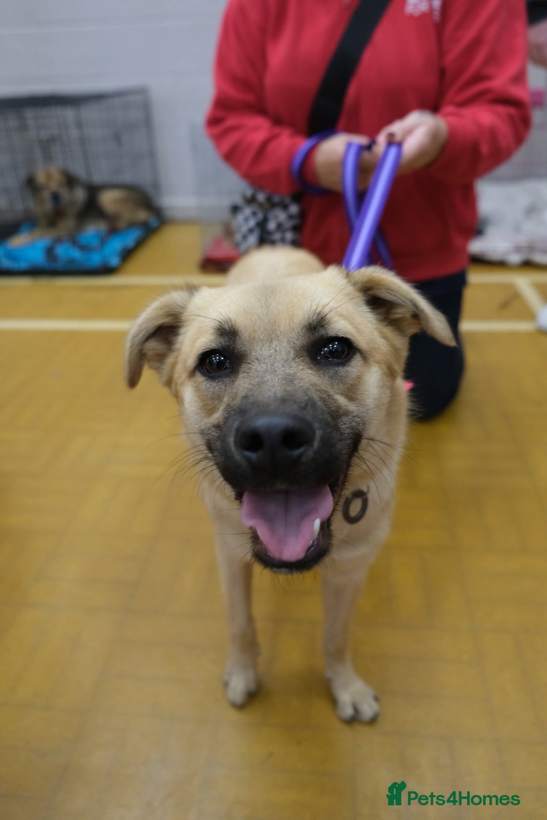 Mixed Breed dogs for adoption: Luanna - Norwich Norfolk  - Image 1