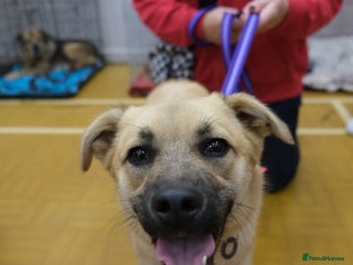 Mixed Breed dogs - Advert 13
