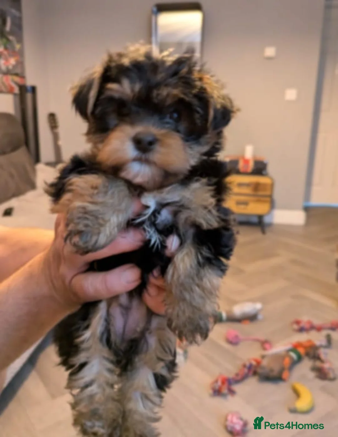 Yorkshire Terrier dogs for sale: Cute yorkies for sale - Advert 17