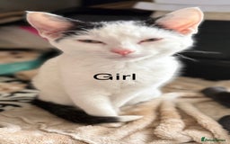 Mixed Breed cats for sale: 7 kittens for sale  - Image 3