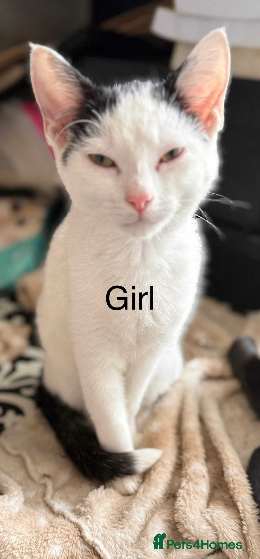 Mixed Breed cats for sale: 7 kittens for sale  - Image 3