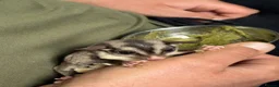 Sugar Glider rodents for sale: 2 female sugar gliders in York - Advert 1