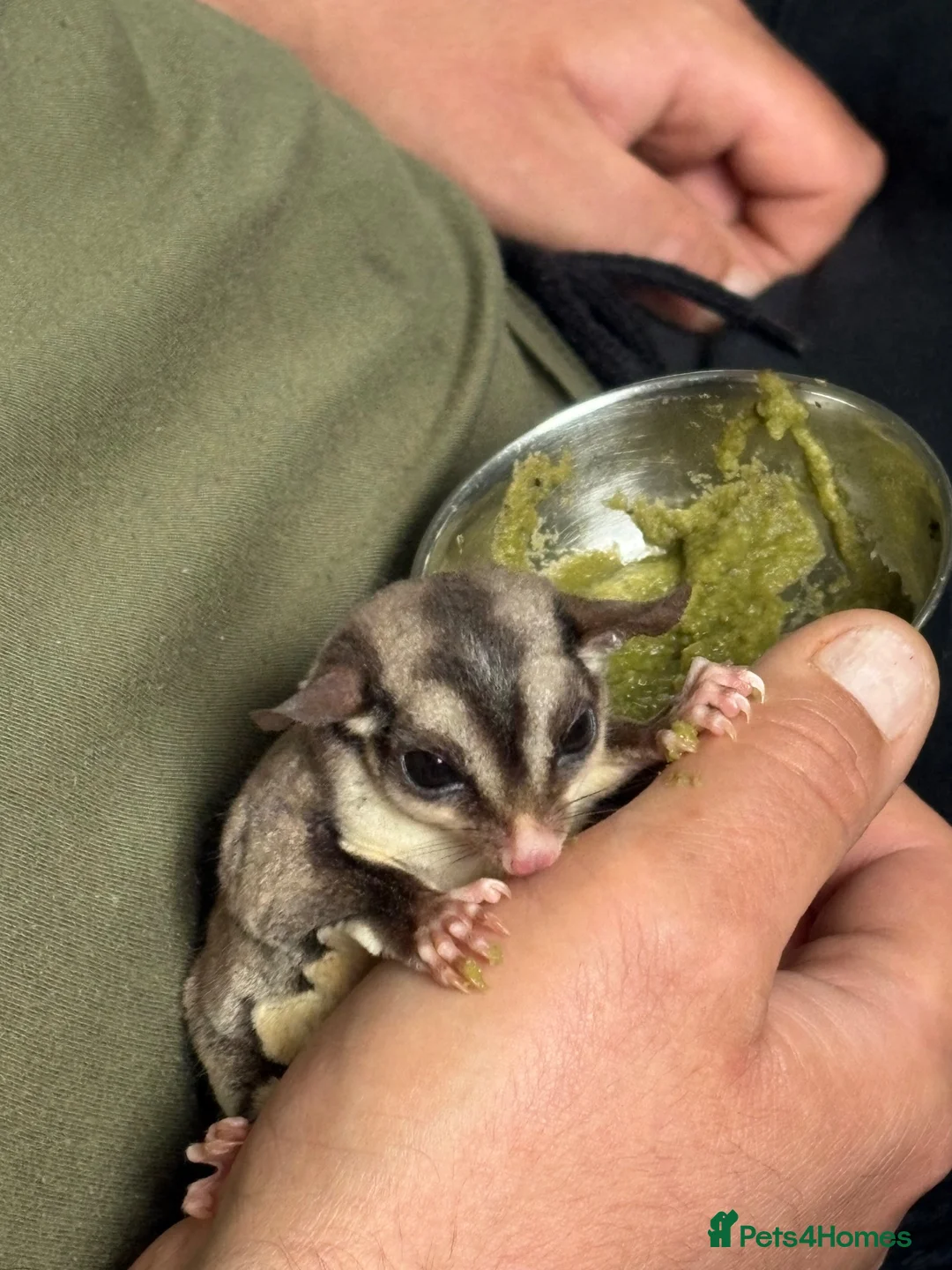 Sugar Glider rodents for sale: 2 female sugar gliders in York - Advert 1