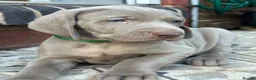 Weimaraner dogs for sale: Litter of KC registered working weimaraner puppies - Advert 2