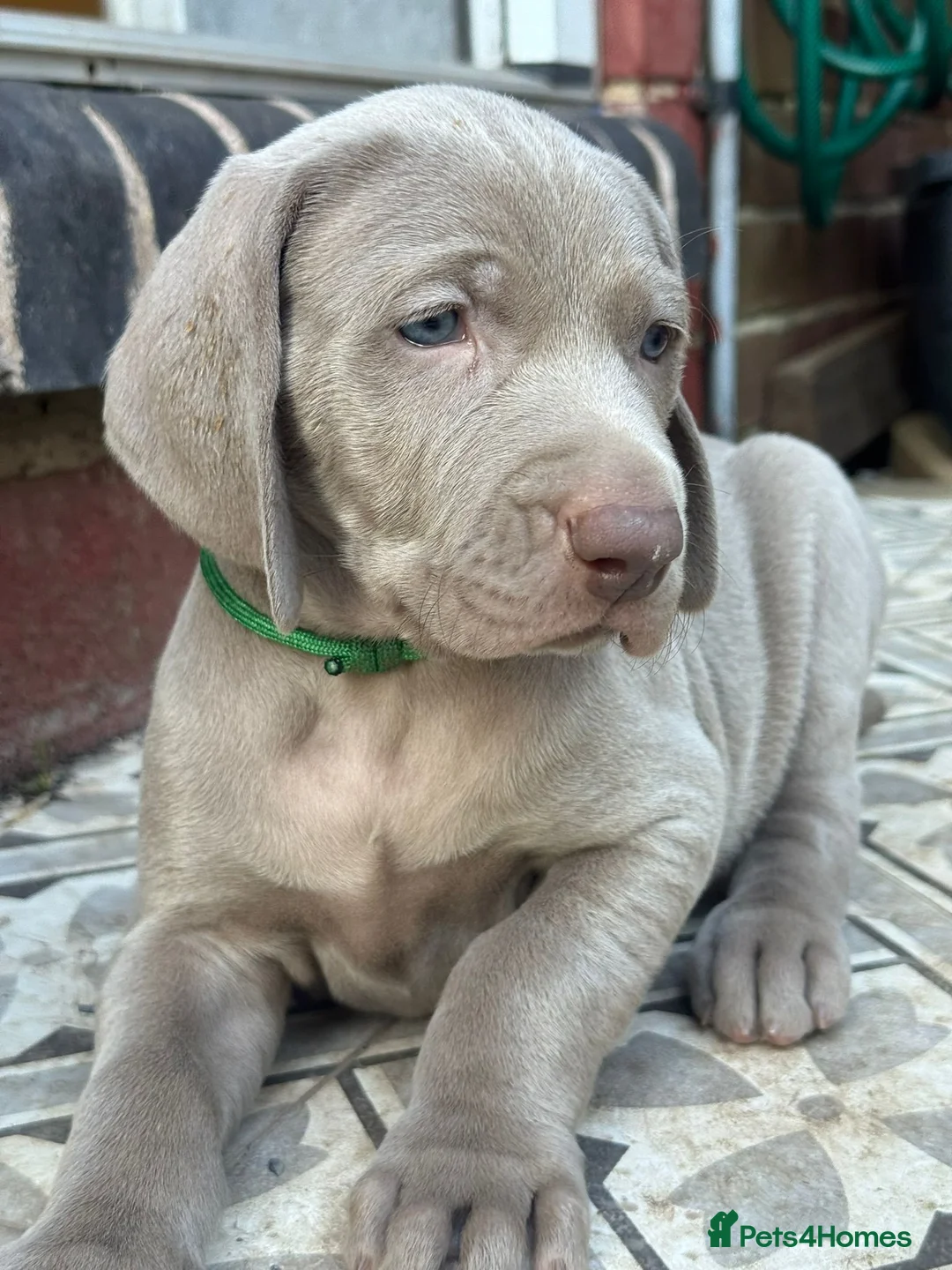 Weimaraner dogs for sale: Litter of KC registered working weimaraner puppies - Advert 2