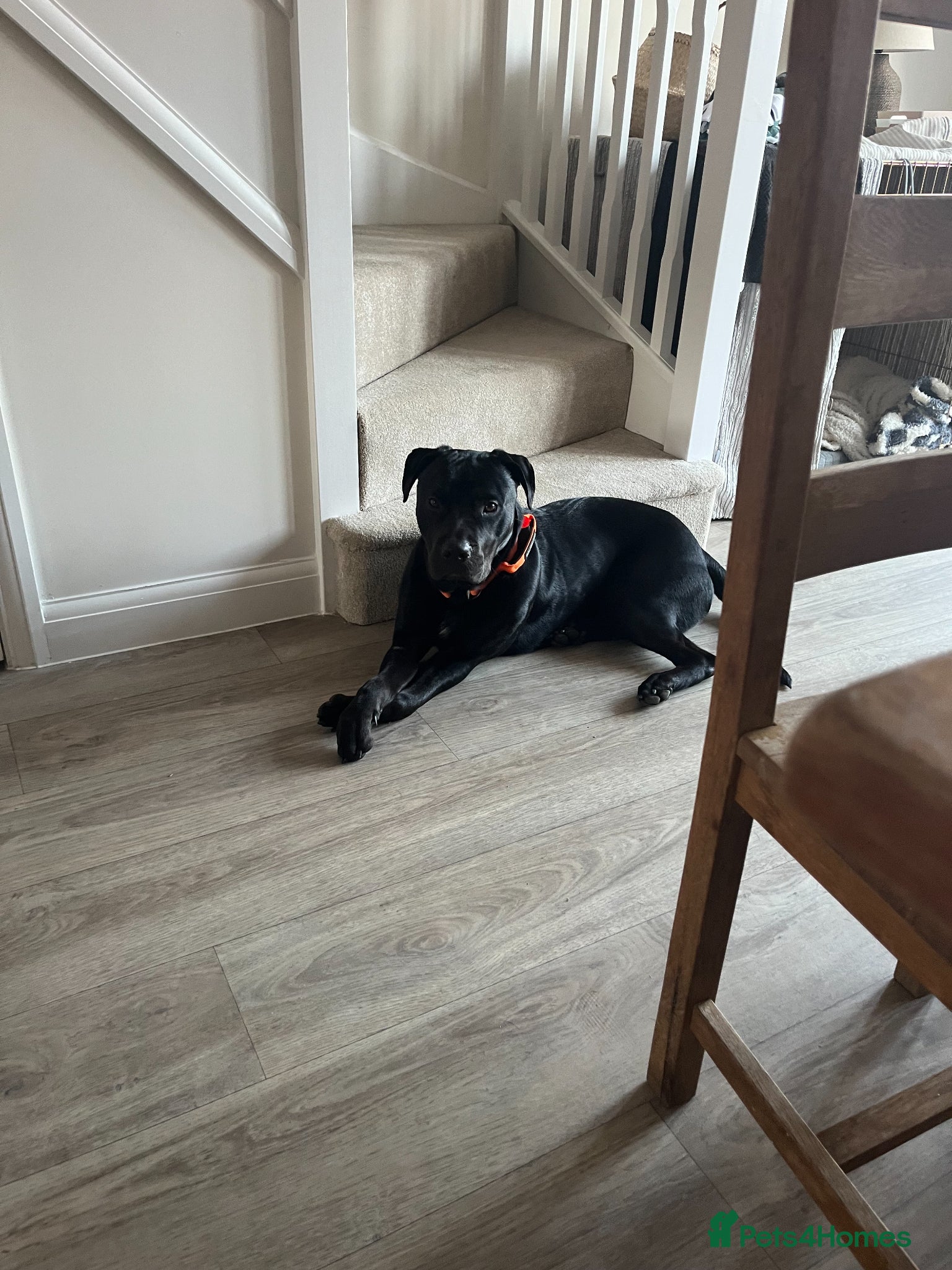 Mixed Breed dogs Buddy - A big softy with huge potential ❤️ - Advert 4