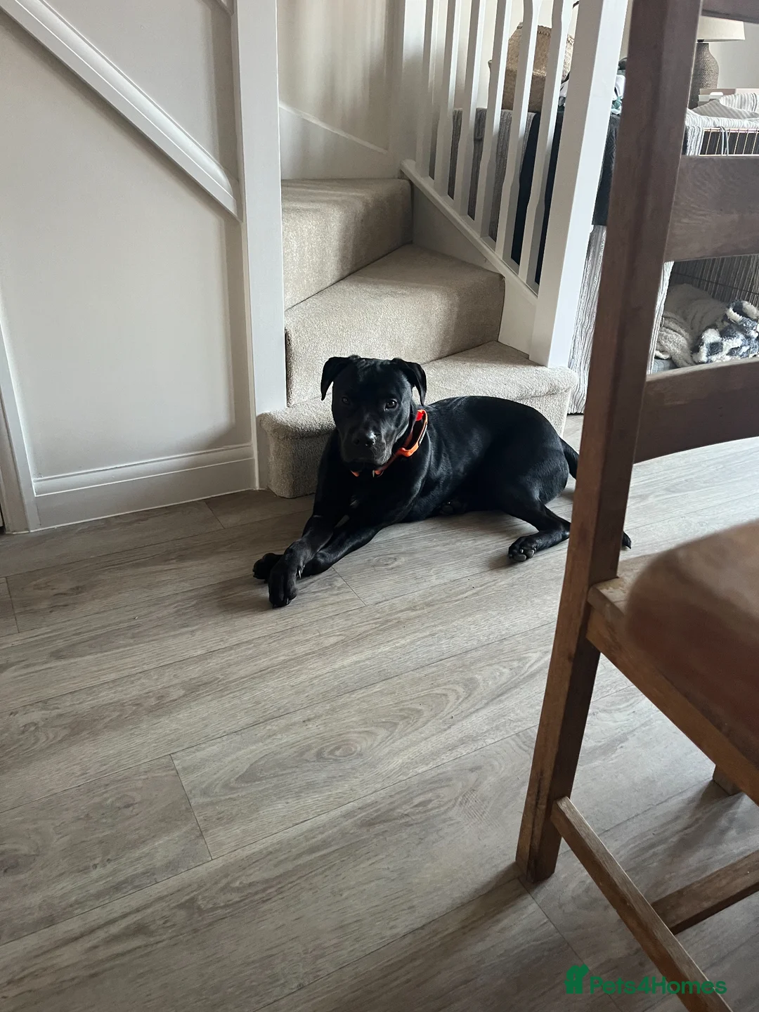 Mixed Breed dogs for sale: Buddy - A big softy with huge potential ❤️ - Advert 1