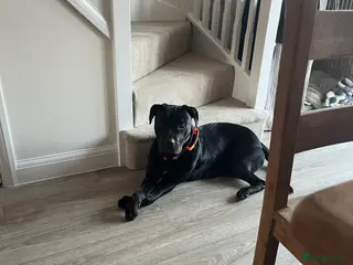 Mixed Breed dogs Buddy - A big softy with huge potential ❤️ - Advert 4