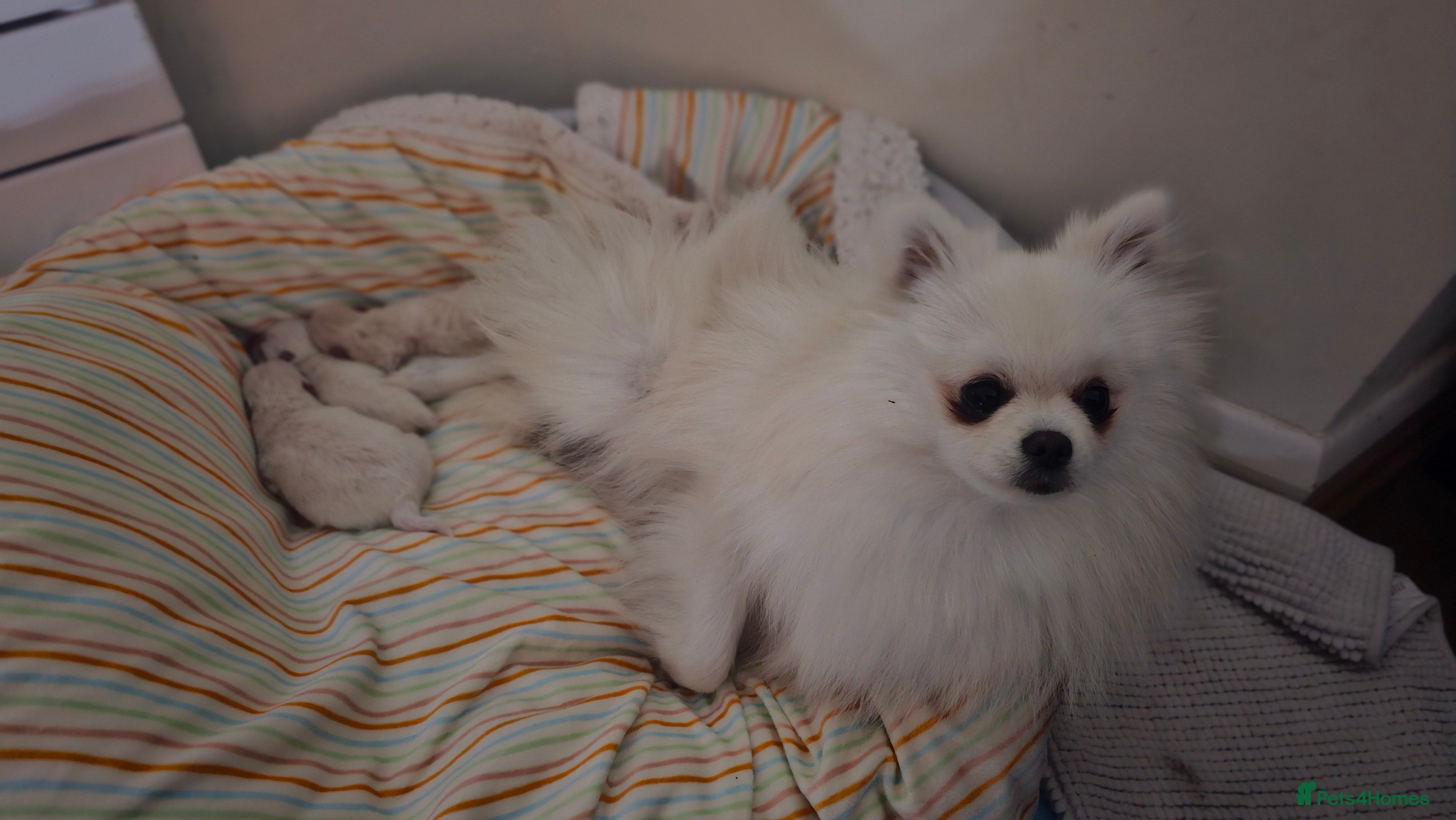 Pomeranian dogs Stunning Pomeranian Pups (teddy bear) - Advert 2