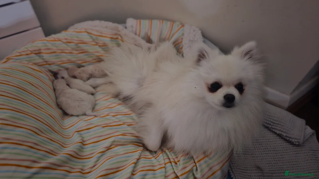 Pomeranian dogs for sale: Stunning Pomeranian Pups (teddy bear) in Berkhamsted - Advert 2