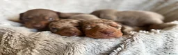Miniature Dachshund dogs for sale: BEAUTIFUL DACHSHUND PUPPIES! - Advert 15