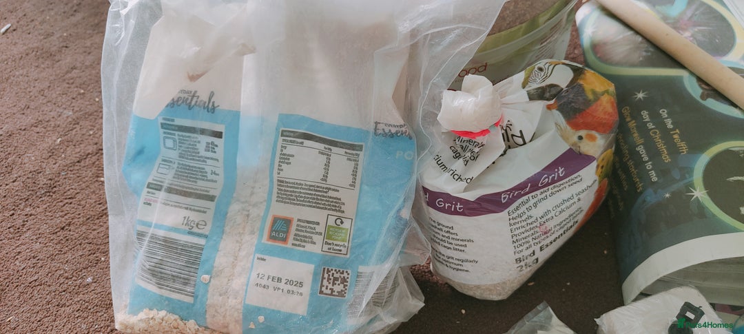 Budgerigars birds for sale: Budgies  - Image 11