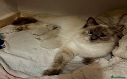 Ragdoll cats for sale: Beautiful Ragdoll kittens - Image 5